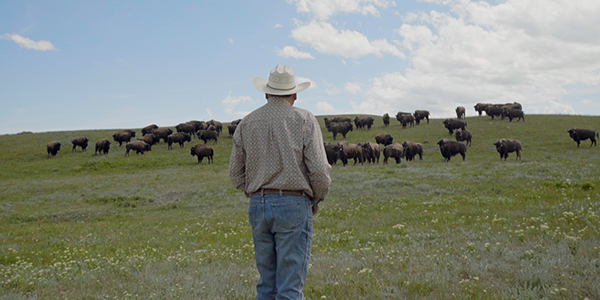 Man in cowboy hat on prairie with buffalo