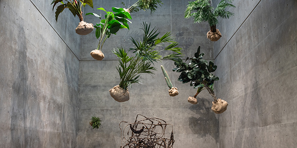 Rashid Johnson plants