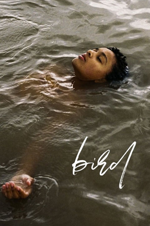 Bird poster