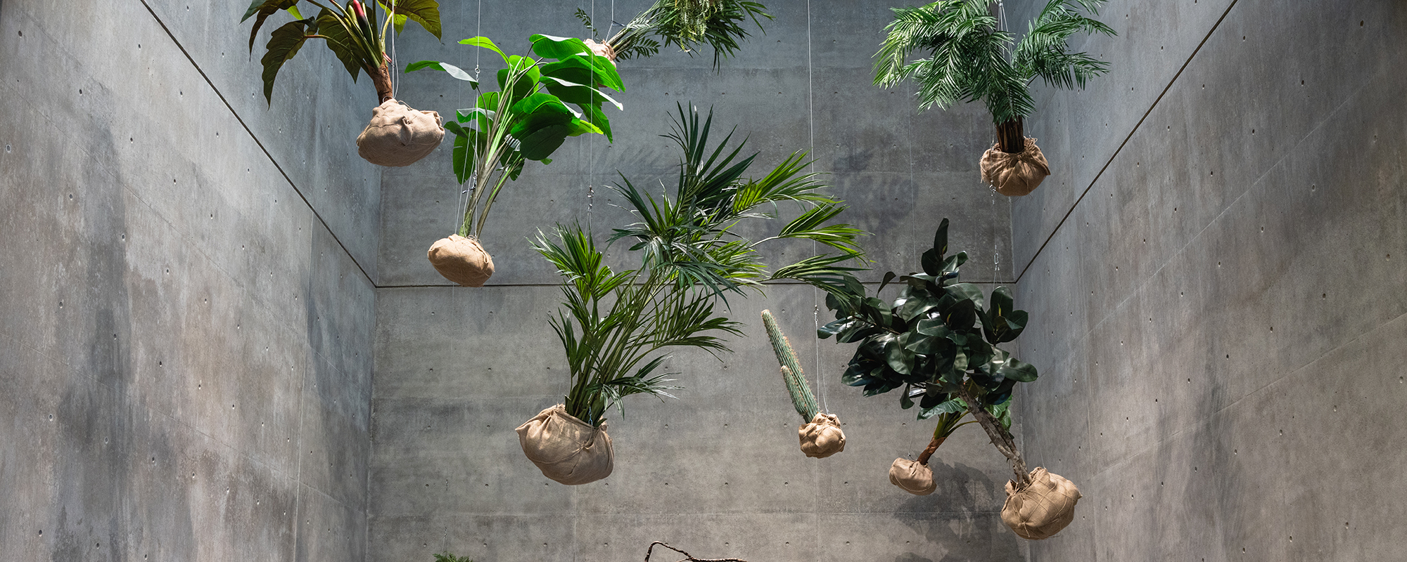 Rashid Johnson plants